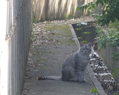 ���ꂢ�����Ȃ˂�