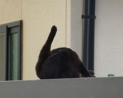 �`���[���b�v�`�L��