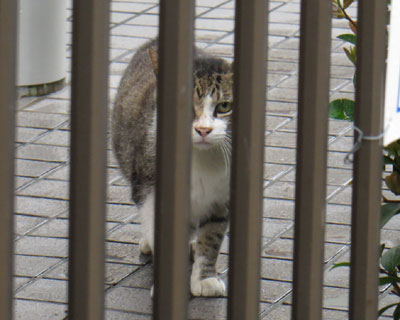 ��������Ƃ��ɂ����Ƃɂ��ł��˂�