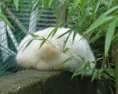 ���̏�̂܂񂶂イ