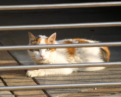 �׉Ƃ̎Ԍɂŏ���ɂ̂�т肵�Ă��O�т����