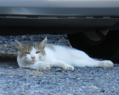 �����J�����ڐ��̒��ԏ�˂�