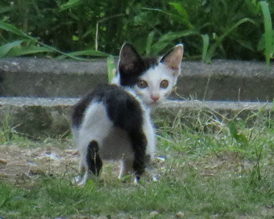 ���������������q�˂�