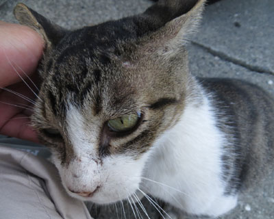 ����������X���X��������