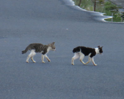 �������̂�����ŉ��f