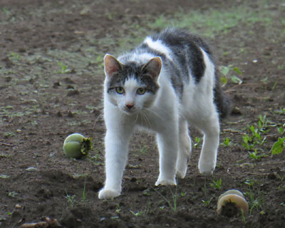 ���̂��A�R��