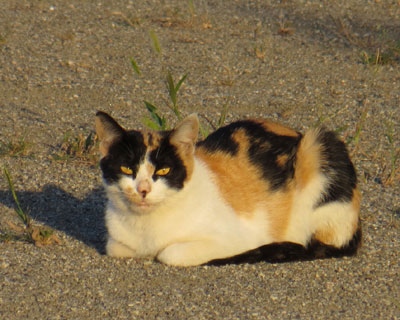 �U����Q�����ɂ����O�т����