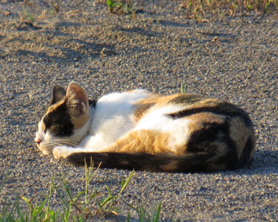 �ǐ^�񒆂ŐQ�Ă�