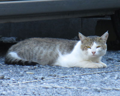 ����ς茩�Ă钓�ԏ�˂�