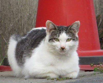 ����̕ی�҂˂�