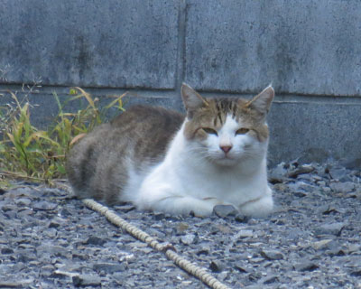 ���ԏ�˂��͓����Ȃ�