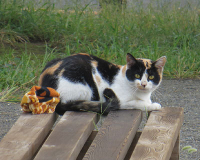 ���͐l�Ȃ��������O�т����