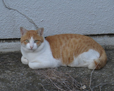 �ǂł�Ƃ����˂�