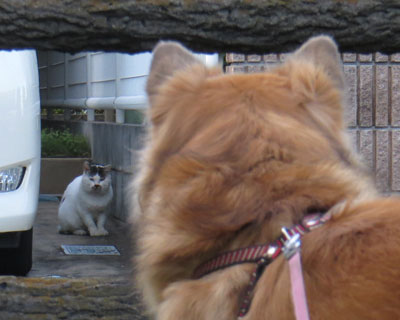 �������낢�̂Ŋώ@���Ă݂�