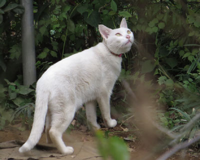 �Ȃ񂩔��ł�