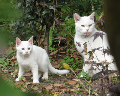 ���˂��e�q