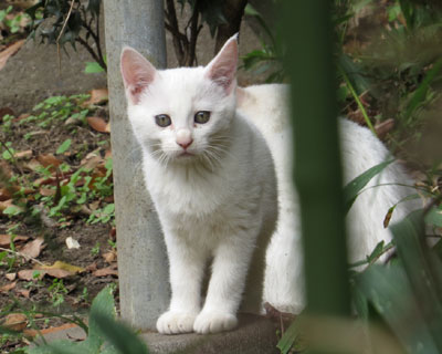 ���`����Ȃ��Ă��q�˂��͂��킢��