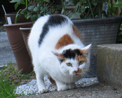 �{���Ă�悤�����A���킢���Ȃ��Ă�