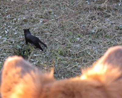 �����Ɨ�������