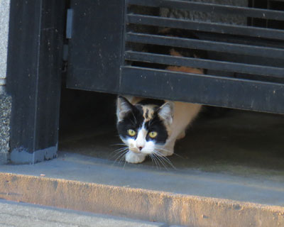 �ǂ����̉Ƃ���o�Ă���