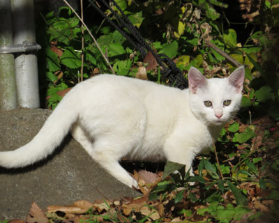 ���˂��������