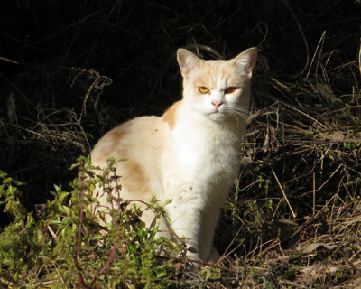 �N���Ɏ��Ă�C������