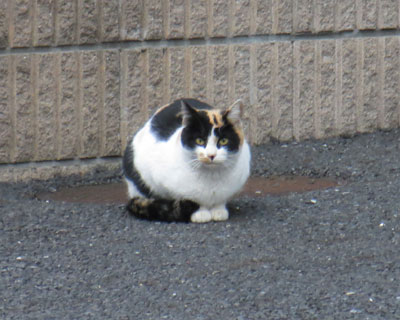 �����ƌ������Ă����C