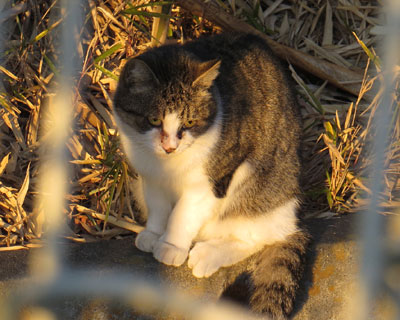 �v���Ԃ�ɒ|�т˂�