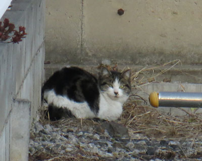 �������ɂ��킢���˂�