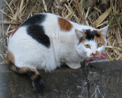 ���a�����ȎO�т����