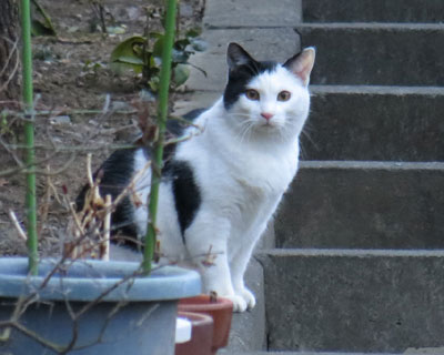 ���̂��Ǝ��̎������f�u��ǂ����