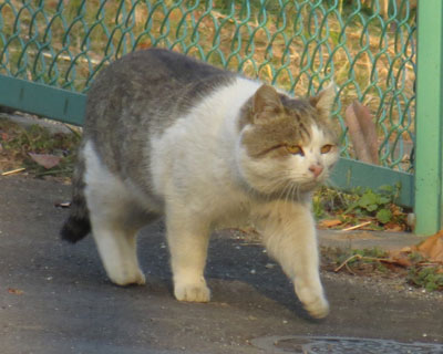 �炪���}�l�R�ӂ�