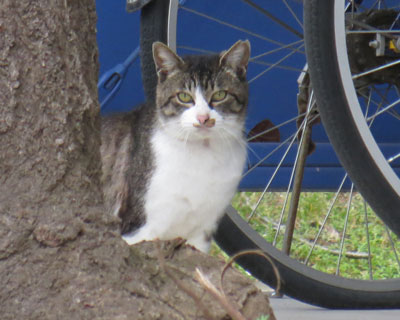 �f���������ĉ������璭�߂�