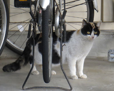 �܂������O�т����