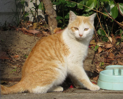 ���킢����ǃg��