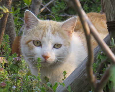 ���������킢��