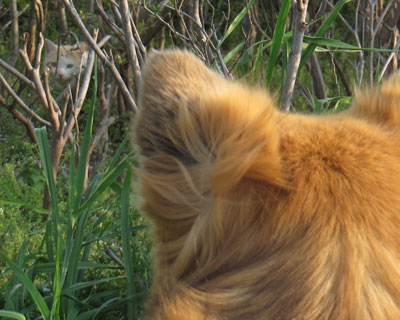 �ł����̓C��