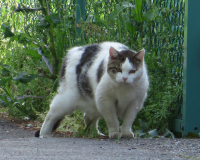 �����Ă���