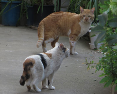 �����P�C����