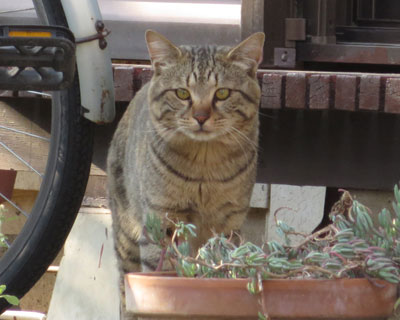 ���i���悳�����Ȃ˂�