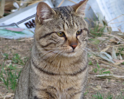 �F�B�ɂȂꂻ��