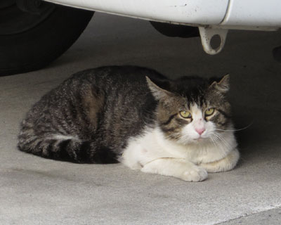 �������̂Ɋۏo���̂˂�