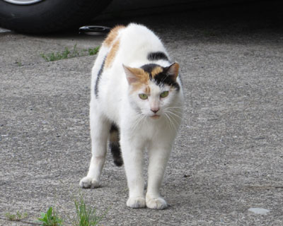 ���ɋ���