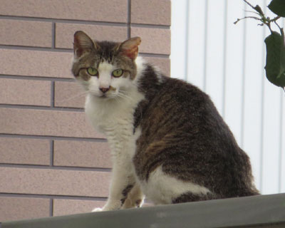 �����Ƃ���͈��S