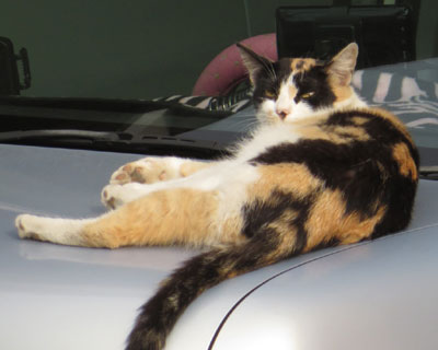 �����O�т������ԏ��