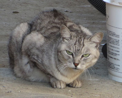 ����ԓ����q����