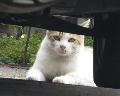 �Ԃ̌������ł��낮