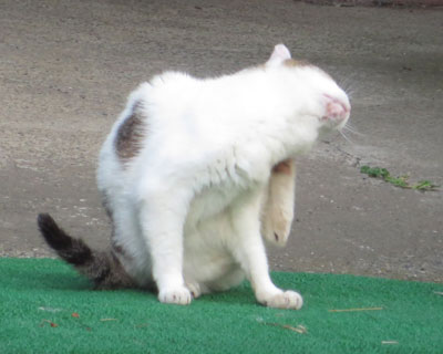 �悭�|���|�����Ă�