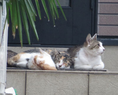 �J�̂˂�����