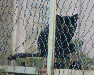 ����܂����Ƃ��킢��